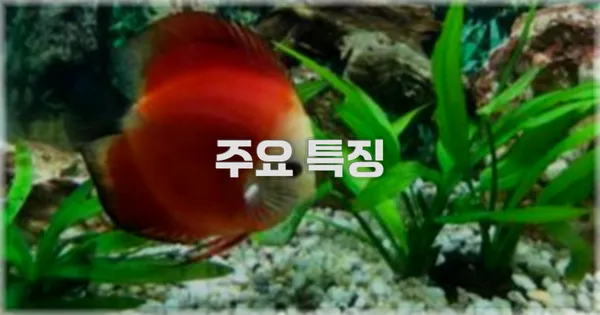 ✨ 주요 특징